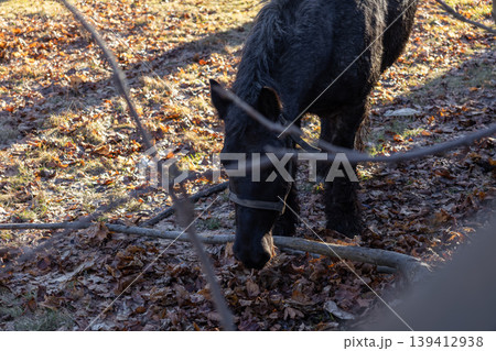 Black horse foraging through golden autumn leaves and dry grass in a sunlit pasture, embodying natural beauty and serene animal life outdoors Black horse foraging through golden autumn leaves and dry grass in a sunlit pasture, embodying natural beauty and serene animal life outdoors 139412938
