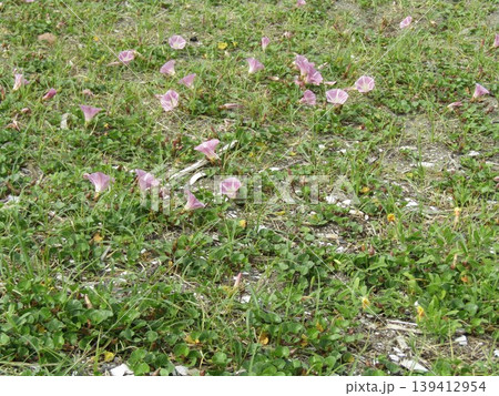 咲き始めたハマヒルガオの桃色の花 139412954