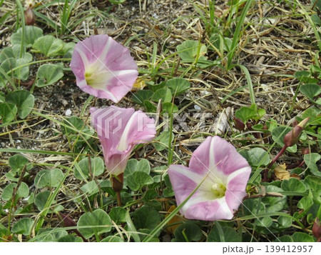 咲き始めたハマヒルガオの桃色の花 139412957