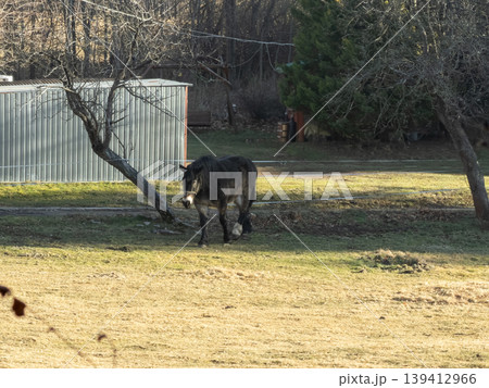 Dark horse with a halter peacefully walks across a sunlit rural field, embodying concepts of animal welfare and agricultural outdoor living 139412966
