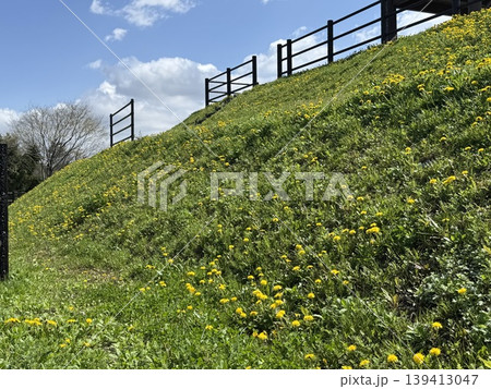 海の見えるたんぽぽ丘（撮影地：滑川海浜公園展望台　※富山県滑川市、撮影時期：4月） 139413047