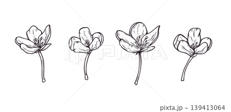 Set of hand drawn apple flowers. Black and white blossom ink sketch. Outline floral illustration for botanical design, greeting card, invitations and spring season decoration element. 139413064