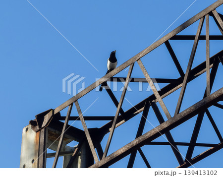 Eurasian magpie perched on a rusted metal truss frame against a clear blue sky, symbolizing the contrast between urban industrial structures and wild nature in an outdoor environment during the day Eurasian magpie perched on a rusted metal truss frame against a clear blue sky, symbolizing the contrast between urban industrial structures and wild nature in an outdoor environment during the day 139413102