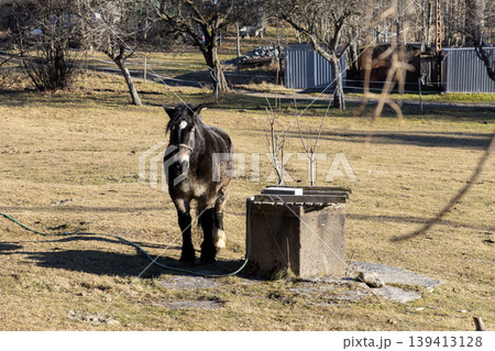 Dark horse standing in a grassy meadow beside a rustic stone water trough, showcasing calm livestock and tranquil rural life during a sunny day in the countryside, representing peaceful farm scenery 139413128