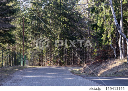 Cobblestone road leading into a dense evergreen forest with tall pine trees, symbolizing a peaceful journey into nature, outdoor exploration, and the quiet serenity of a woodland landscape at daytime Cobblestone road leading into a dense evergreen forest with tall pine trees, symbolizing a peaceful journey into nature, outdoor exploration, and the quiet serenity of a woodland landscape at daytime 139413163
