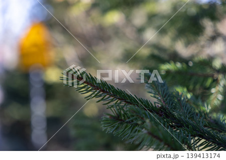 Close up of pine tree needles with soft natural light, highlighting woodland texture and a serene forest atmosphere for environmental projects, outdoor travel, or holiday seasonal nature backgrounds Close up of pine tree needles with soft natural light, highlighting woodland texture and a serene forest atmosphere for environmental projects, outdoor travel, or holiday seasonal nature backgrounds 139413174