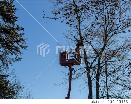 A professional arborist operates a hydraulic lift to prune tall tree branches, demonstrating safe maintenance techniques in an urban forest setting during a clear day to highlight forestry work skills A professional arborist operates a hydraulic lift to prune tall tree branches, demonstrating safe maintenance techniques in an urban forest setting during a clear day to highlight forestry work skills 139413178