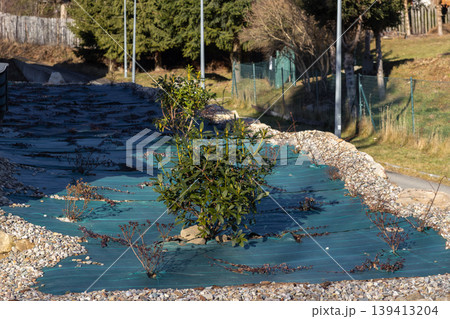 Young shrubs are carefully planted in a garden bed featuring protective landscape fabric and a border of decorative stones to demonstrate professional landscaping techniques and effective weed control 139413204