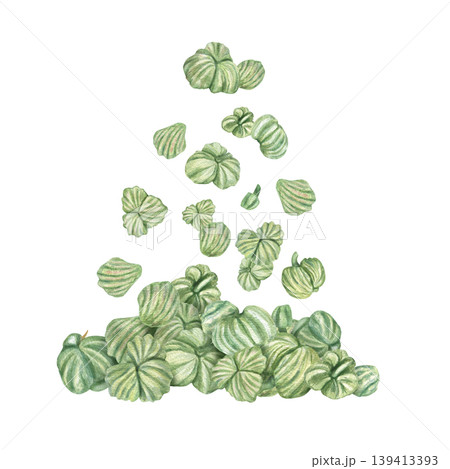 Pile of green Nasturtium seeds falling down on isolated background. Watercolor illustration of edible kernel and pip. for organic healthy food, clean eating, vegan nutrition, and superfood ingredient Pile of green Nasturtium seeds falling down on isolated background. Watercolor illustration of edible kernel and pip. for organic healthy food, clean eating, vegan nutrition, and superfood ingredient 139413393