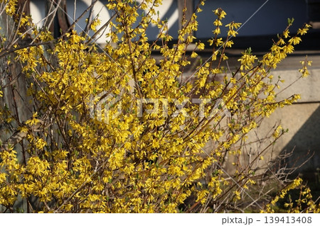 黄色い花びらの満開のレンギョウの花の咲く花木の風景 黄色い花びらの満開のレンギョウの花の咲く花木の風景 139413408