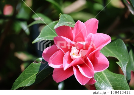緑の葉とピンクの花びらの菱唐糸の花のアップの風景 緑の葉とピンクの花びらの菱唐糸の花のアップの風景 139413412