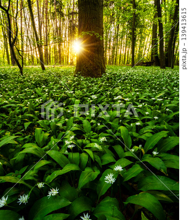 Warm morning sunlight shining through trees illuminating forest floor covered with blooming wild garlic. Fresh green foliage, spring atmosphere and natural woodland landscape. Warm morning sunlight shining through trees illuminating forest floor covered with blooming wild garlic. Fresh green foliage, spring atmosphere and natural woodland landscape. 139413615