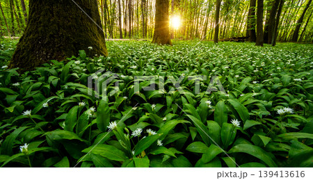 Warm morning sunlight shining through trees illuminating forest floor covered with blooming wild garlic. Fresh green foliage, spring atmosphere and natural woodland landscape. Warm morning sunlight shining through trees illuminating forest floor covered with blooming wild garlic. Fresh green foliage, spring atmosphere and natural woodland landscape. 139413616