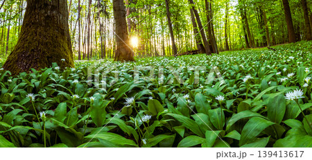 Warm morning sunlight shining through trees illuminating forest floor covered with blooming wild garlic. Fresh green foliage, spring atmosphere and natural woodland landscape. Warm morning sunlight shining through trees illuminating forest floor covered with blooming wild garlic. Fresh green foliage, spring atmosphere and natural woodland landscape. 139413617