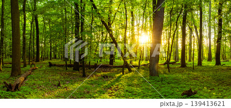 Wide panoramic view of lush spring forest illuminated by warm morning sunlight. Fresh green foliage, long shadows and peaceful natural woodland atmosphere. Wide panoramic view of lush spring forest illuminated by warm morning sunlight. Fresh green foliage, long shadows and peaceful natural woodland atmosphere. 139413621