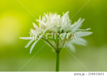 Extreme close up of blooming wild garlic flower with soft green blurred background. Detailed floral structure, fresh spring atmosphere and natural minimalistic composition. Extreme close up of blooming wild garlic flower with soft green blurred background. Detailed floral structure, fresh spring atmosphere and natural minimalistic composition. 139413631