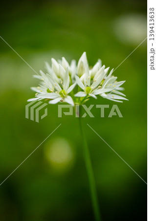 Extreme close up of blooming wild garlic flower with soft green blurred background. Detailed floral structure, fresh spring atmosphere and natural minimalistic composition. Extreme close up of blooming wild garlic flower with soft green blurred background. Detailed floral structure, fresh spring atmosphere and natural minimalistic composition. 139413638