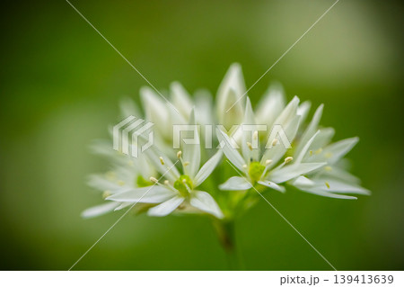 Extreme close up of blooming wild garlic flower with soft green blurred background. Detailed floral structure, fresh spring atmosphere and natural minimalistic composition. 139413639
