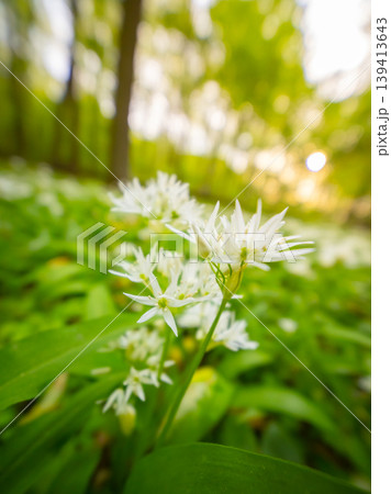 Close up macro view of blooming wild garlic flowers in forest with soft golden sunlight and blurred background. Fresh spring atmosphere, natural greenery and shallow depth of field. 139413643