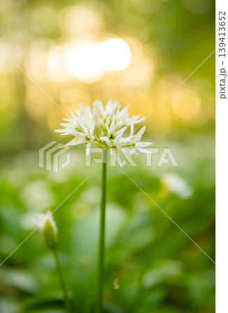 Close up macro view of blooming wild garlic flowers in forest with soft golden sunlight and blurred background. Fresh spring atmosphere, natural greenery and shallow depth of field. Close up macro view of blooming wild garlic flowers in forest with soft golden sunlight and blurred background. Fresh spring atmosphere, natural greenery and shallow depth of field. 139413652