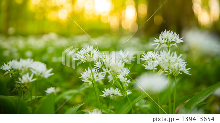 Close up macro view of blooming wild garlic flowers in forest with soft golden sunlight and blurred background. Fresh spring atmosphere, natural greenery and shallow depth of field. Close up macro view of blooming wild garlic flowers in forest with soft golden sunlight and blurred background. Fresh spring atmosphere, natural greenery and shallow depth of field. 139413654