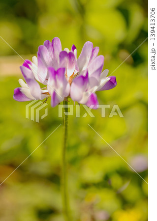 家の周りの草花　四季の色々　田植え前の水田を美しいレンゲの小さな花が紫に埋め尽くしています 139413706