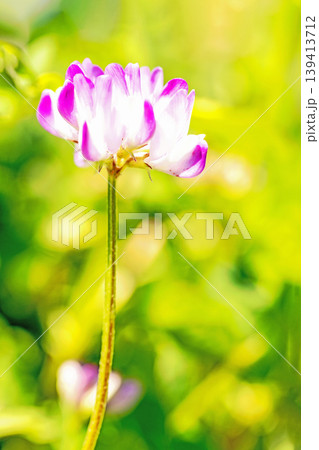 家の周りの草花　四季の色々　田植え前の水田を美しいレンゲの小さな花が紫に埋め尽くしています 139413712