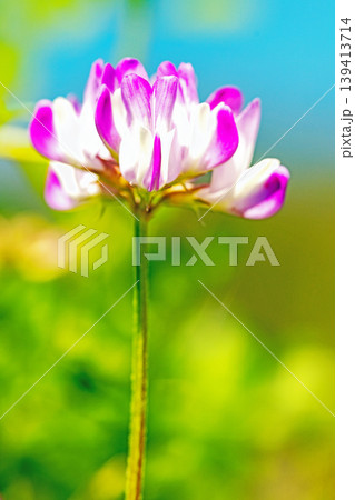 家の周りの草花 四季の色々 田植え前の水田を美しいレンゲの小さな花が紫に埋め尽くしています 家の周りの草花 四季の色々 田植え前の水田を美しいレンゲの小さな花が紫に埋め尽くしています 139413714