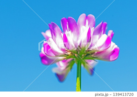 家の周りの草花 四季の色々 田植え前の水田を美しいレンゲの小さな花が紫に埋め尽くしています 家の周りの草花 四季の色々 田植え前の水田を美しいレンゲの小さな花が紫に埋め尽くしています 139413720