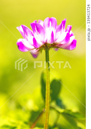 家の周りの草花 四季の色々 田植え前の水田を美しいレンゲの小さな花が紫に埋め尽くしています 家の周りの草花 四季の色々 田植え前の水田を美しいレンゲの小さな花が紫に埋め尽くしています 139413724
