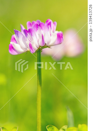 家の周りの草花　四季の色々　田植え前の水田を美しいレンゲの小さな花が紫に埋め尽くしています 139413726