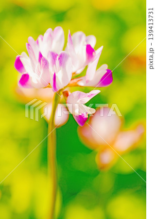 家の周りの草花 四季の色々 田植え前の水田を美しいレンゲの小さな花が紫に埋め尽くしています 家の周りの草花 四季の色々 田植え前の水田を美しいレンゲの小さな花が紫に埋め尽くしています 139413731