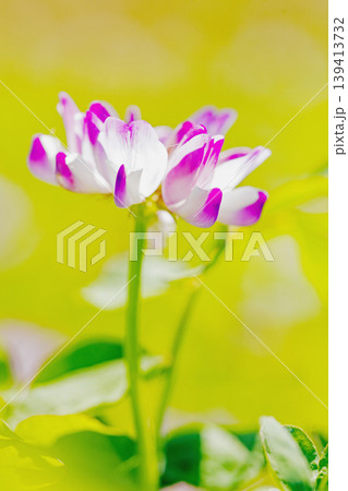 家の周りの草花 四季の色々 田植え前の水田を美しいレンゲの小さな花が紫に埋め尽くしています 家の周りの草花 四季の色々 田植え前の水田を美しいレンゲの小さな花が紫に埋め尽くしています 139413732