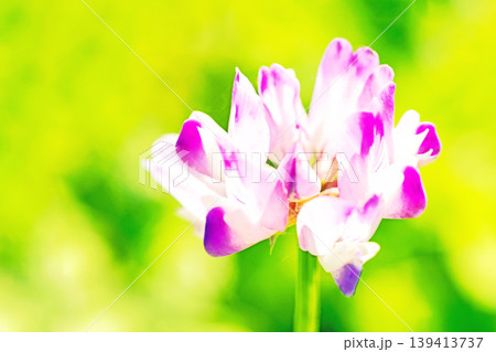 家の周りの草花 四季の色々 田植え前の水田を美しいレンゲの小さな花が紫に埋め尽くしています 家の周りの草花 四季の色々 田植え前の水田を美しいレンゲの小さな花が紫に埋め尽くしています 139413737