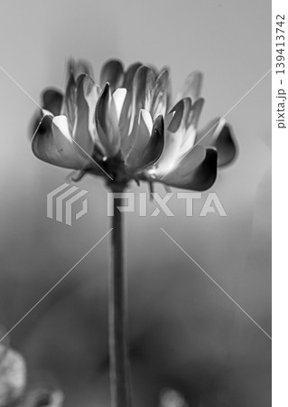 家の周りの草花　四季の色々　田植え前の水田を美しいレンゲの小さな花が紫に埋め尽くしています 139413742