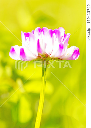 家の周りの草花 四季の色々 田植え前の水田を美しいレンゲの小さな花が紫に埋め尽くしています 家の周りの草花 四季の色々 田植え前の水田を美しいレンゲの小さな花が紫に埋め尽くしています 139413749