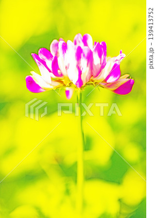 家の周りの草花 四季の色々 田植え前の水田を美しいレンゲの小さな花が紫に埋め尽くしています 家の周りの草花 四季の色々 田植え前の水田を美しいレンゲの小さな花が紫に埋め尽くしています 139413752