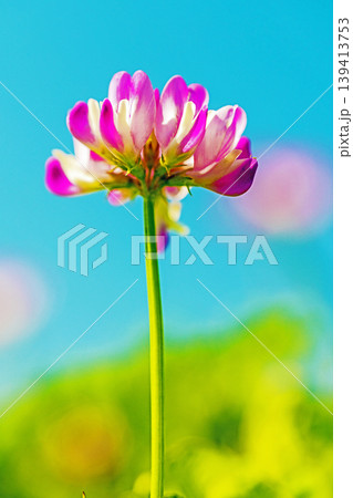 家の周りの草花 四季の色々 田植え前の水田を美しいレンゲの小さな花が紫に埋め尽くしています 家の周りの草花 四季の色々 田植え前の水田を美しいレンゲの小さな花が紫に埋め尽くしています 139413753