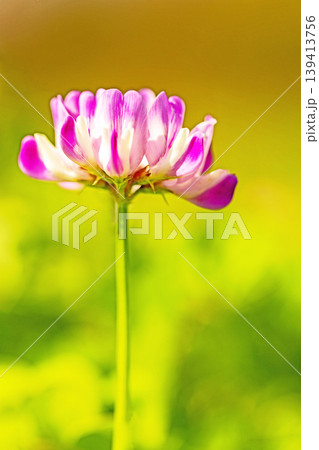 家の周りの草花 四季の色々 田植え前の水田を美しいレンゲの小さな花が紫に埋め尽くしています 家の周りの草花 四季の色々 田植え前の水田を美しいレンゲの小さな花が紫に埋め尽くしています 139413756
