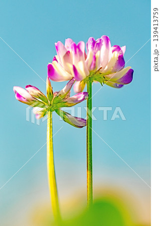 家の周りの草花 四季の色々 田植え前の水田を美しいレンゲの小さな花が紫に埋め尽くしています 家の周りの草花 四季の色々 田植え前の水田を美しいレンゲの小さな花が紫に埋め尽くしています 139413759