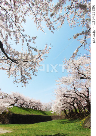 函館 五稜郭公園 函館 五稜郭公園 139413806