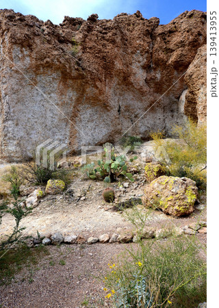 Prickly Pear Cactus Sonora Desert Arizona Prickly Pear Cactus Sonora Desert Arizona 139413955