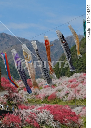 満開の花桃の前で泳ぐ大きな鯉のぼり 139414202