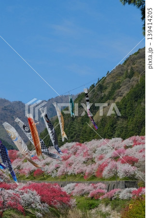 咲き乱れる色とりどりの花桃をバックに泳ぐ鯉のぼり 139414205