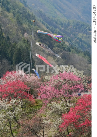 色とりどりの花桃の中で元気に泳ぐ鯉のぼりたち 色とりどりの花桃の中で元気に泳ぐ鯉のぼりたち 139414207