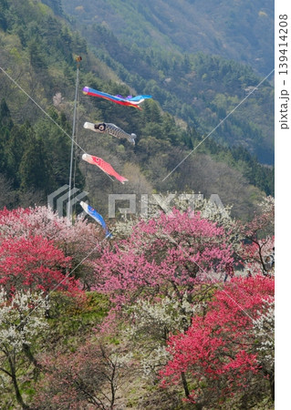色とりどりの花桃の向こうで元気に泳ぐ鯉のぼり 139414208