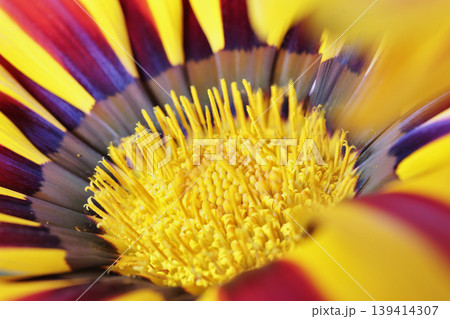 Yellow and orange gazania flower Yellow and orange gazania flower 139414307