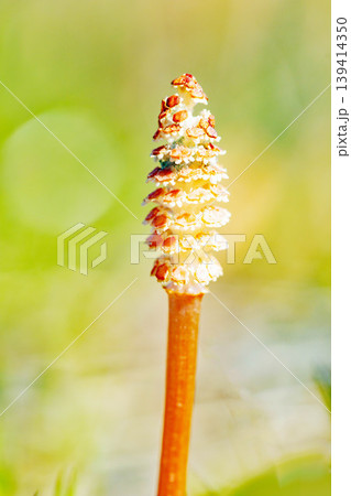 家の周りの草花　四季の色々　公園の芝生にスギナの胞子茎　可愛い小さなつくしが顔を出しました 139414350