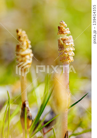 家の周りの草花　四季の色々　公園の芝生にスギナの胞子茎　可愛い小さなつくしが顔を出しました 139414355