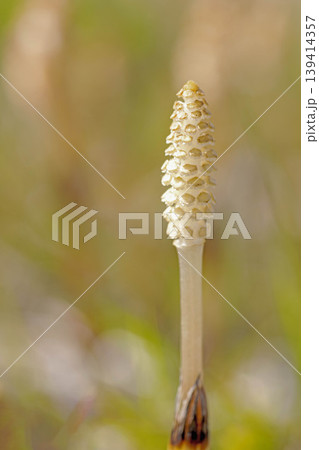 家の周りの草花 四季の色々 公園の芝生にスギナの胞子茎 可愛い小さなつくしが顔を出しました 家の周りの草花 四季の色々 公園の芝生にスギナの胞子茎 可愛い小さなつくしが顔を出しました 139414357